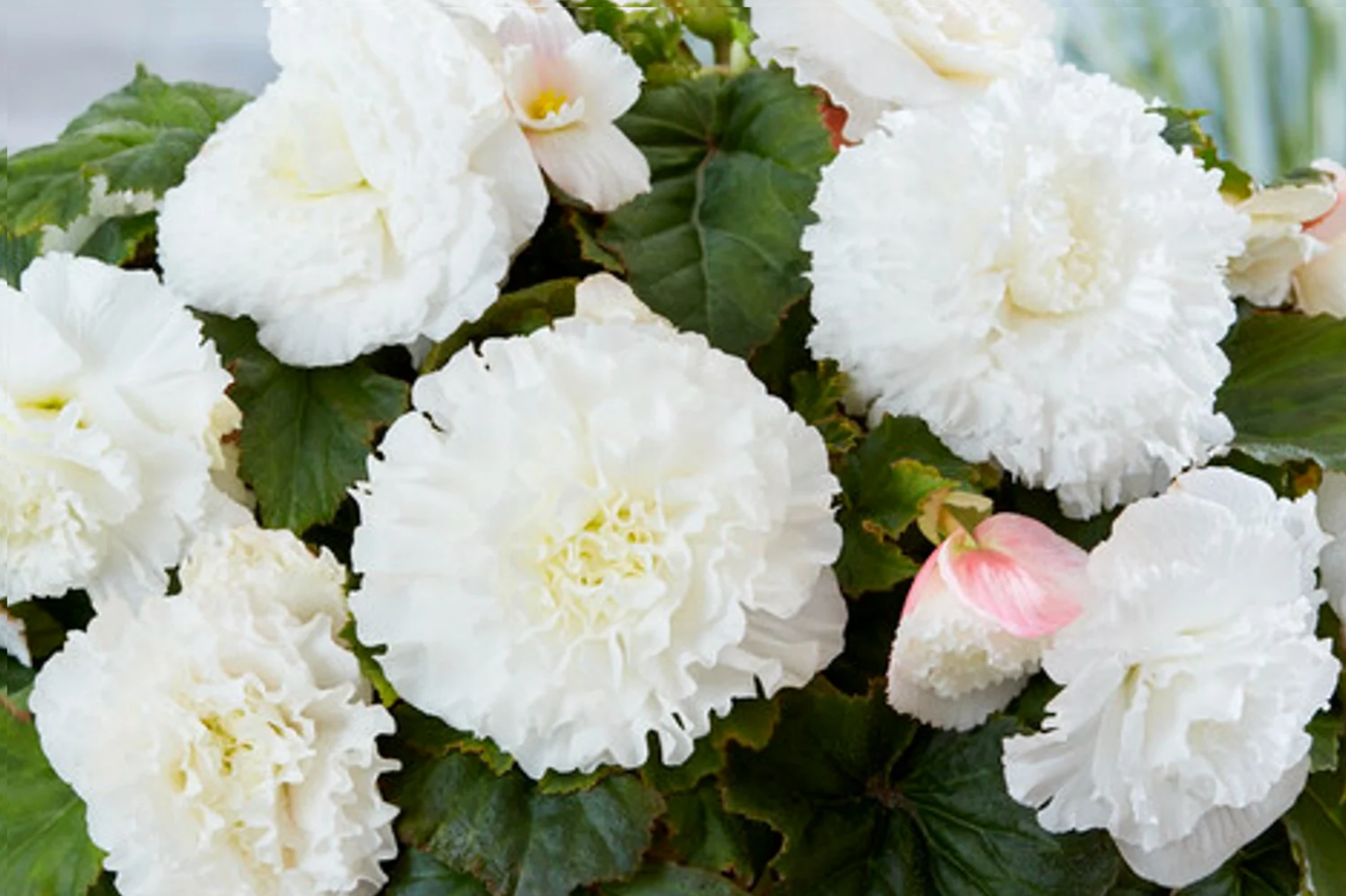 Begonia Seeds - Alabaster Charisma - Non-GMO Flower Seeds - 45 or 125 Seeds - Perfect for Garden Enthusiasts