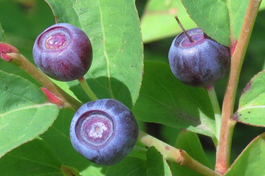 Emberberry Huckleberry Seeds - Non-GMO Flower Seeds - 125, 300, or 500 Seeds - Vaccinium membranaceum