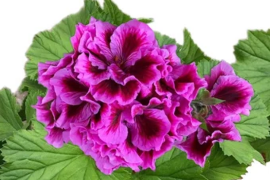 Geranium Seeds - 100+ Pack - Magenta Marvel - Fragrant Flower Seeds - Non GMO - Pelargonium spp.