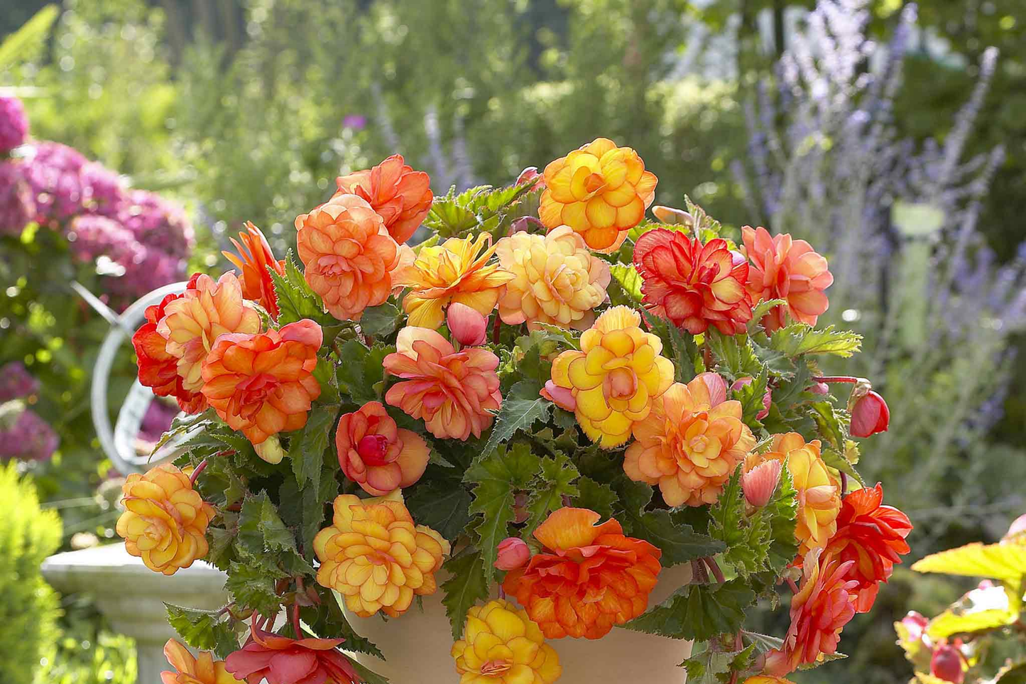 Radiant Opal Begonia Seeds - 45 or 125 Non-GMO Flower Seeds - Begonia x tuberhybrida