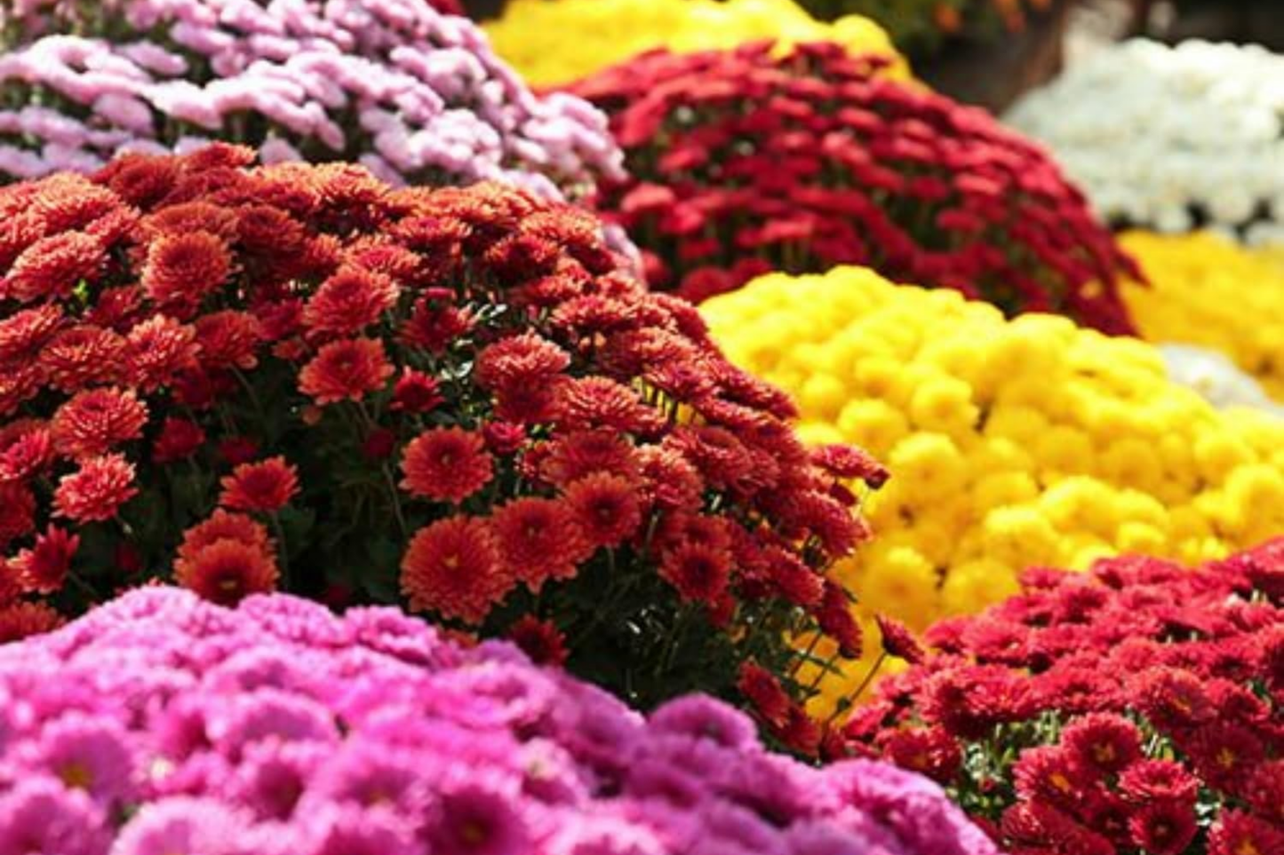 Magic Cranberry Mum Seeds 200+ Seeds Chrysanthemum Flower Seeds for Garden Planting - Perfect for Fall Decor