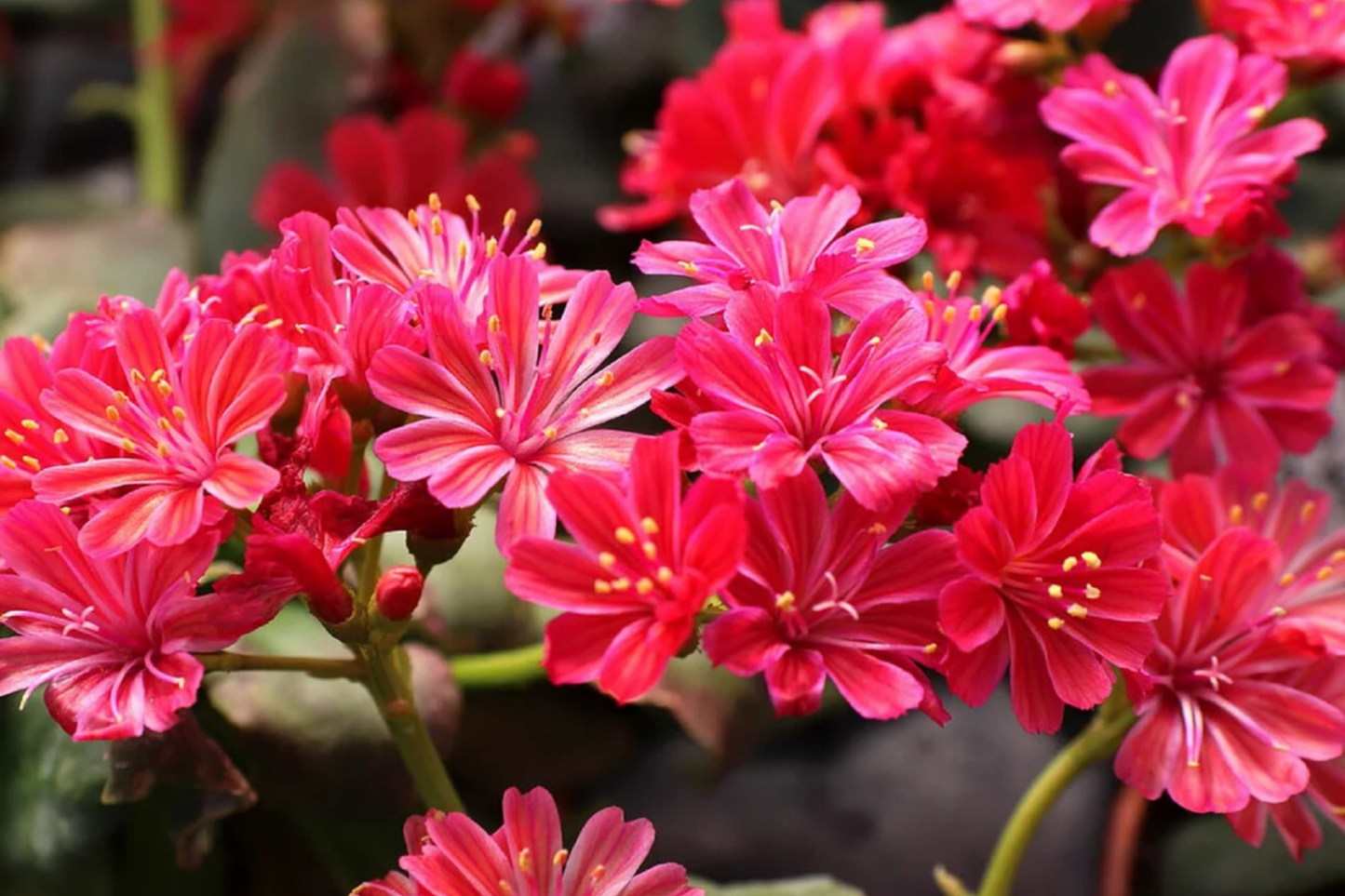 Lewisias Seeds - Pinkie Variety - 35 or 100 Non-GMO Flower Seeds - Ideal for Garden Planting