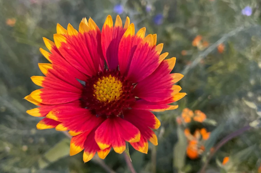 Finesse Blanket Flower Seeds, 200 Non-GMO Flower Seeds, Gaillardia aristata, Vibrant Colors for Garden Planting