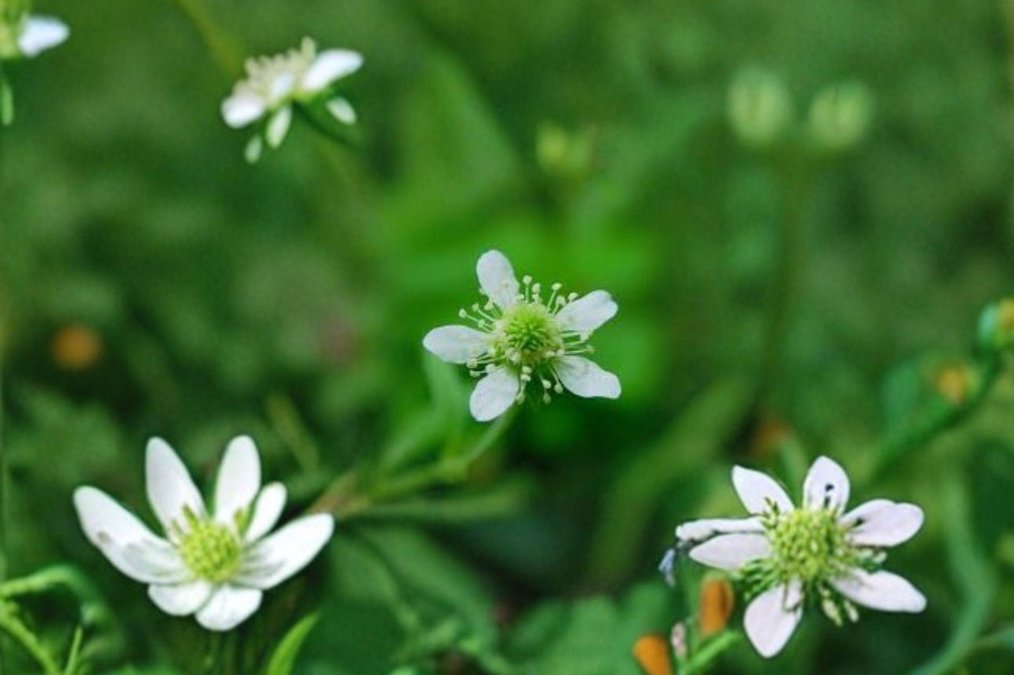 100 White Avens Seeds – Geum canadense – Native Woodland Wildflower – Pollinator Plant
