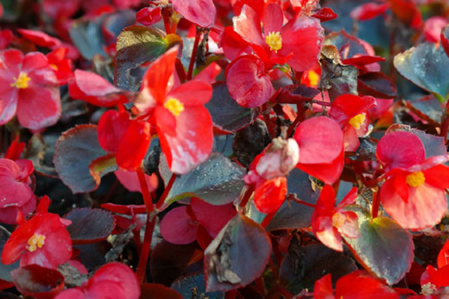 Tender Bloom Begonia Seeds - Non-GMO Flower Seeds - 45 or 125 Seeds - Begonia semperflorens