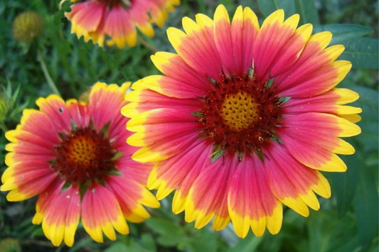 Golden Joy Blanket Flower Seeds - 200 Non-GMO Flower Seeds - Gaillardia aristata - Vibrant Yellow Blooms for Gardens