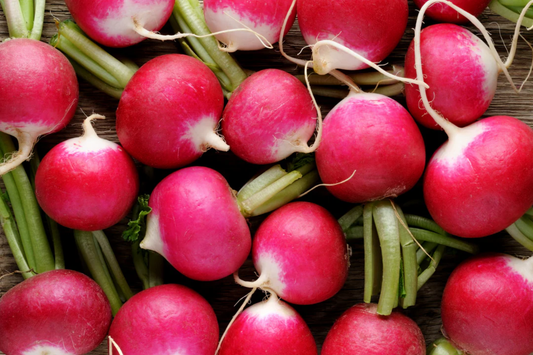 Champion Radish Seeds | Organic Non-GMO | Fast-Growing Vegetable Seeds | Raphanus sativus