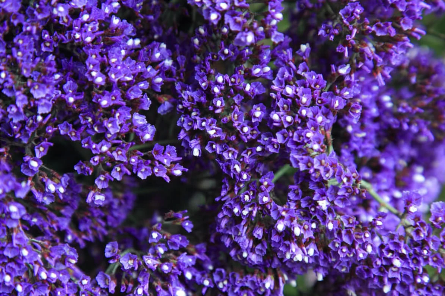 Statice Seeds - 85 Seeds - Serenade Mix Non-GMO Flower Seeds for Garden - Limonium sinuatum