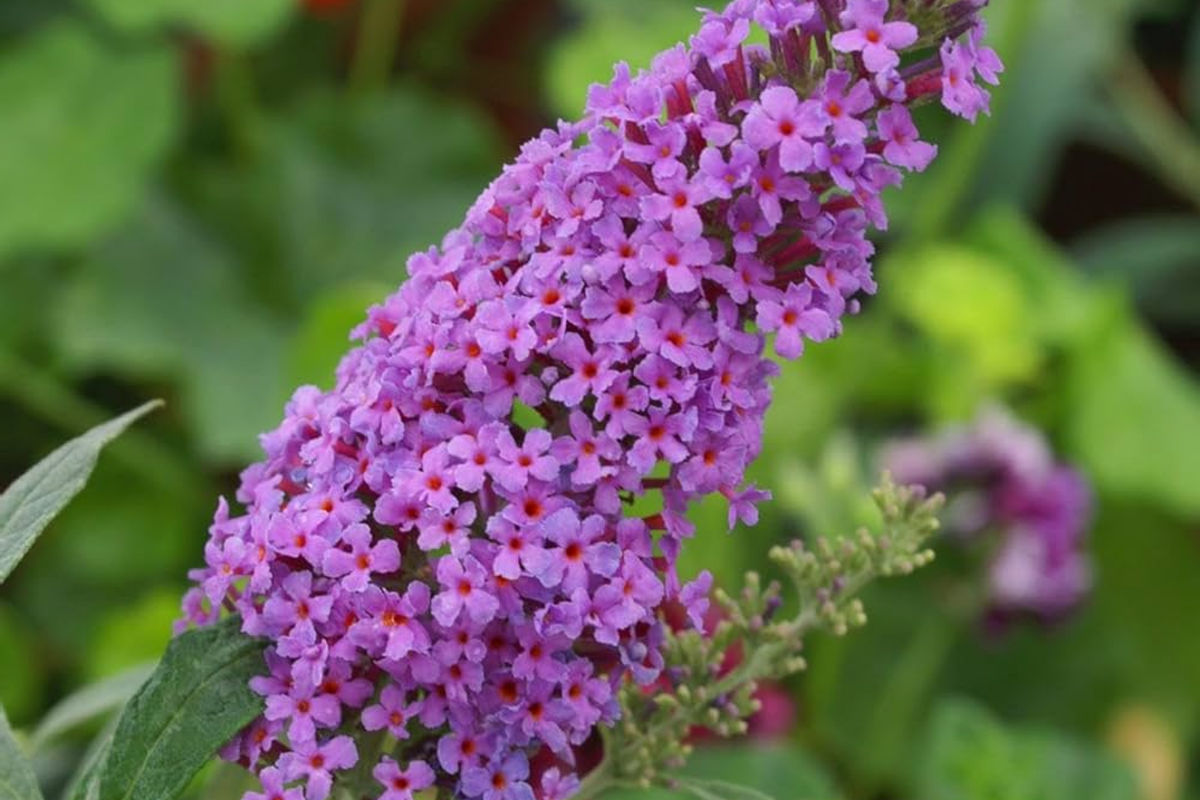 Buddleja Fragrant Butterfly Bush Seeds - 250 Count - Fragrant Variety - Buddleia Davidii ...