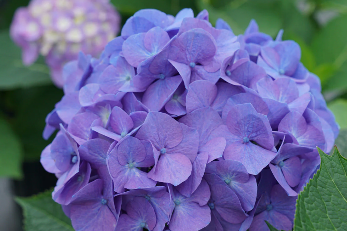Hydrangea Seeds - 85 or 250 Seeds - Bloomwonder Variety - Non-GMO Flower Seeds - Perfect for Garden Planting