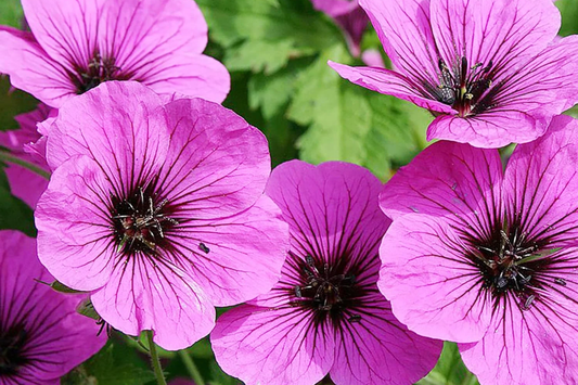 Fragrant Geranium Seeds Packet - 100 Seeds - Pelargonium spp.