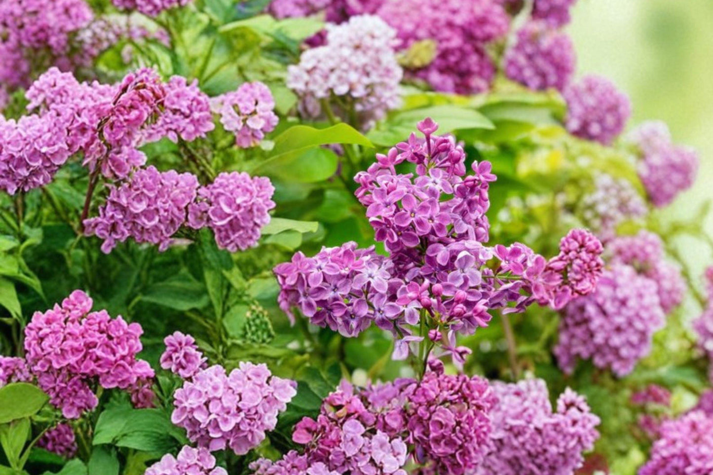 25 Early Lilac Seeds – Syringa oblata – Fragrant Spring Flower Shrub