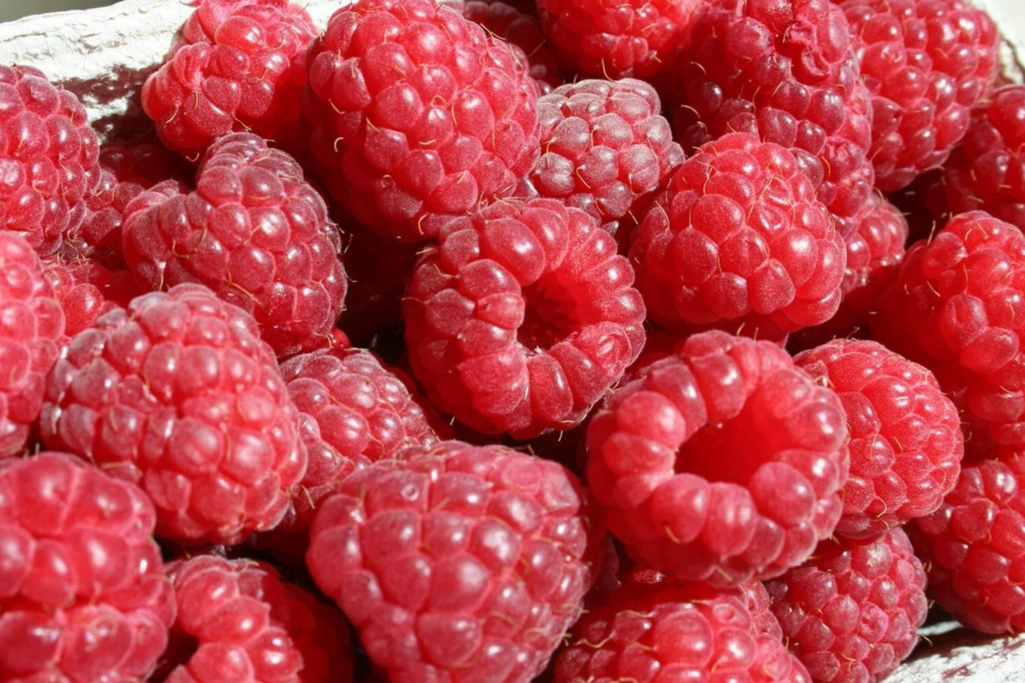 Rove Raspberry Seeds - Non-GMO Bulk Fruit Seeds, 125/300/750 Count, Rubus idaeus
