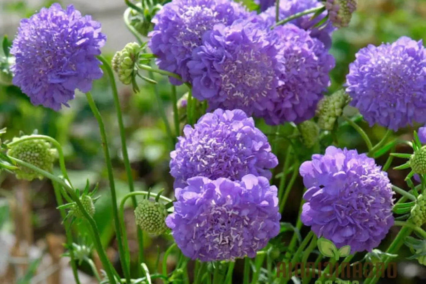 Scabiosa Seeds - Oxford Blue - 75+ Flower Seeds - Annual Scabiosa columbaria