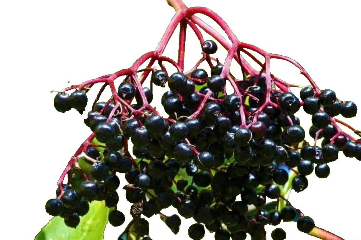 Sable Elderberry Seeds - 175 or 450 Non-GMO Berry Seeds (Sambucus nigra) - Healthy Fruit Seeds for Planting