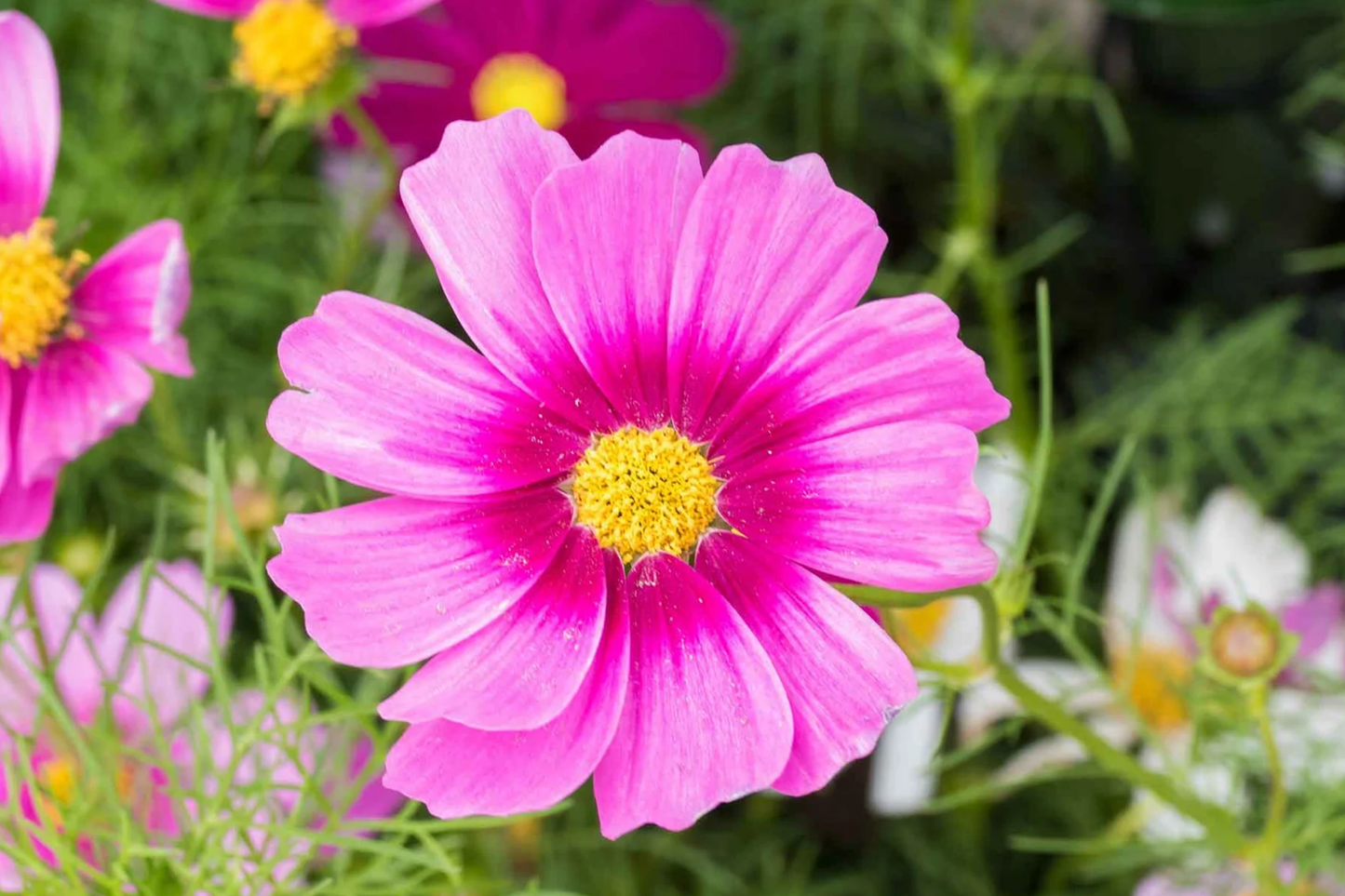Cosmos Seeds - 35+ Bulk Flower Seeds, Annual Flower Variety, Colorful Blooms, Cosmos bipinnatus