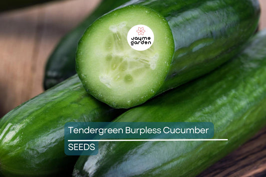 Tendergreen Burpless Cucumber Seeds | Heirloom, Non-GMO | 36-48" Height | 60 Days | USDA Zones 2-10