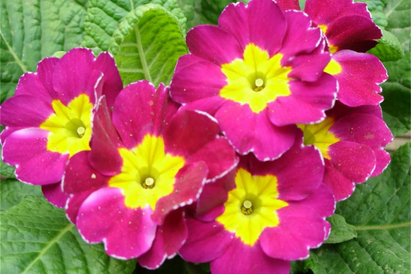 Primrose Seeds - 125+ Flower Seeds, Bulk Annual Flower Seeds, Primula vulgaris