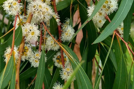 Eucalyptus Seeds - 275 Pack - Fragrant Variety - USA Seller, Free Shipping - Eucalyptus globulus