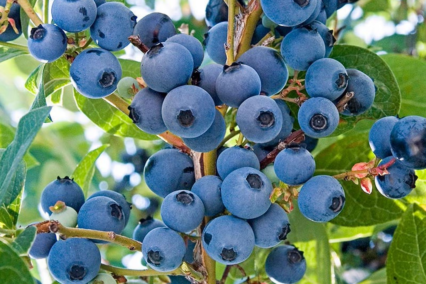 Northern Highbush Blueberry Seeds - 250+ Heirloom, Non-GMO, USA Grown Perennial (Vaccinium corymbosum)