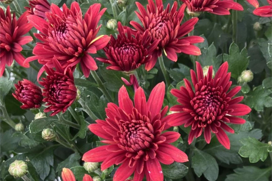 Destino Peaches Mum Chrysanthemum Seeds - 200+ Seeds for Vibrant Mum Flowers (Chrysanthemum morifolium)