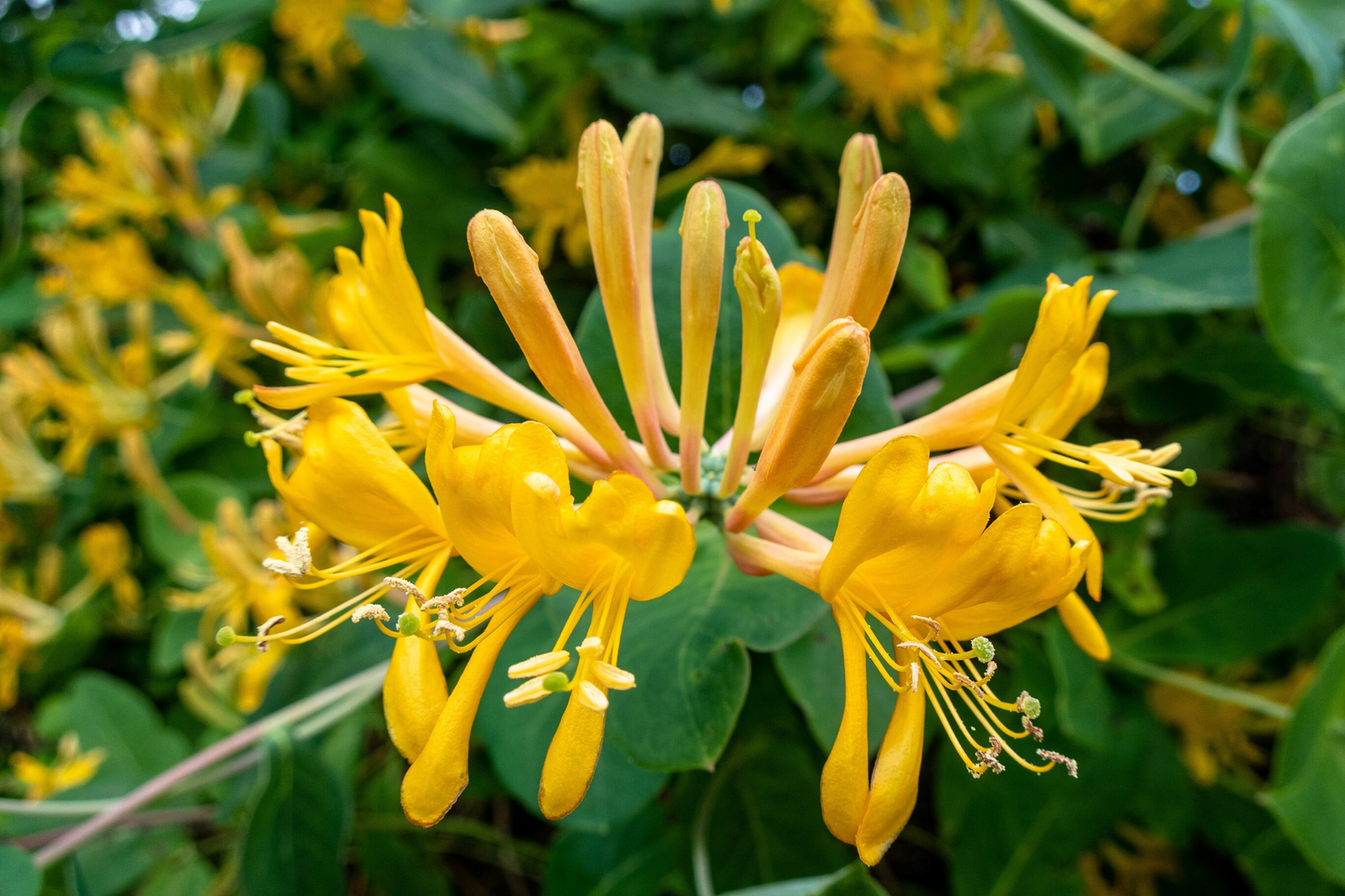 Honeysuckle Vine Seeds - 65 Count - Fragrant Shrub Seeds - Lonicera spp. - USA Seller, Free Shipping