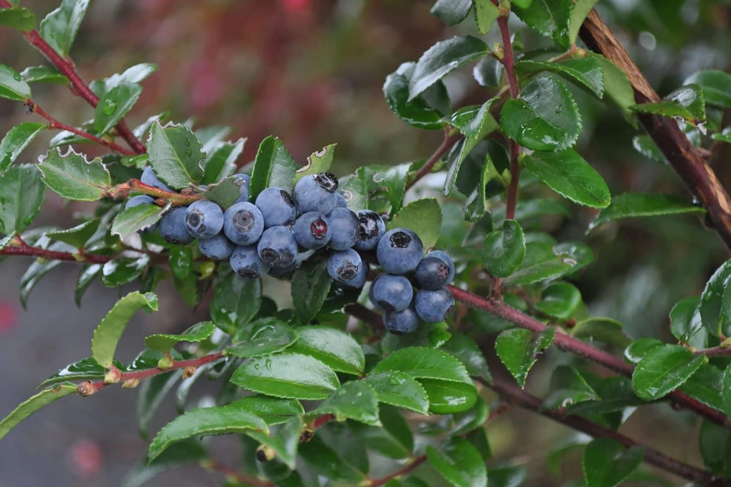 Dusk Huckleberry Seeds - 125/300/500 Non-GMO Flower Seeds - Edible Berry Plant (Vaccinium deliciosum)