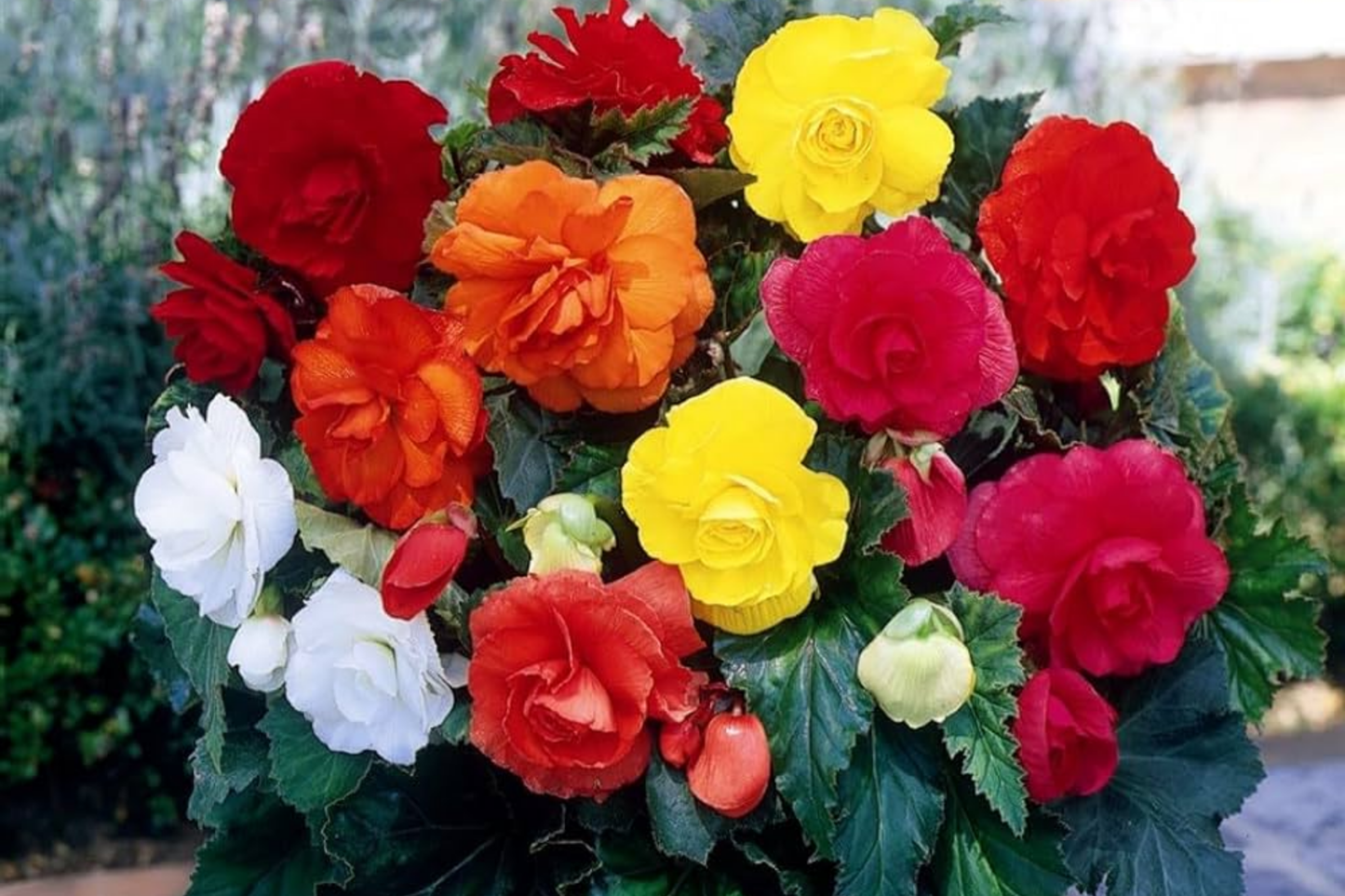 Fragrant Begonia Seeds Packet - 45 Seeds - Perfect for Indoor Gardens - Begonia spp.