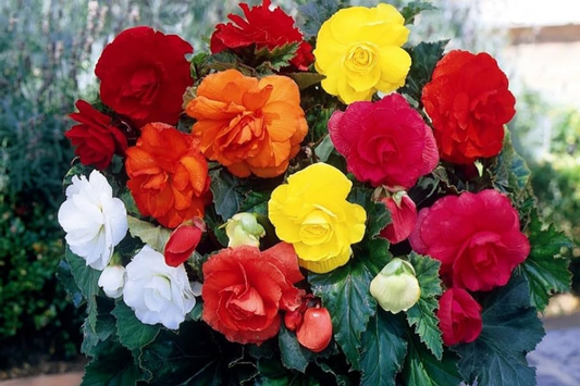Fragrant Begonia Seeds Packet - 45 Seeds - Perfect for Indoor Gardens - Begonia spp.