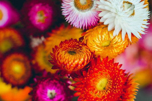 Swiss Giant Mix Strawflower Seeds | Vibrant Colors | Everlasting Blooms | Cut & Dried Flowers | Heat Tolerant |