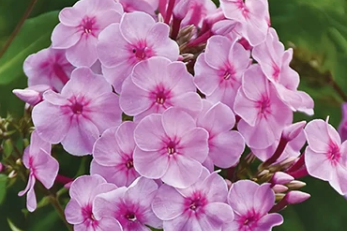 Phlox Seeds - 125 Seeds - Azure Beauty - Annual Flower Seeds for Garden - Phlox paniculata