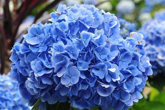 Elara Blue Hydrangea Seeds, 85 or 250 Seeds, Non-GMO Flower Seeds, Hydrangea macrophylla