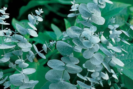Eucalyptus Seeds - 275 Pack, Fragrant Variety, USA Seller, Free Shipping - Eucalyptus spp.