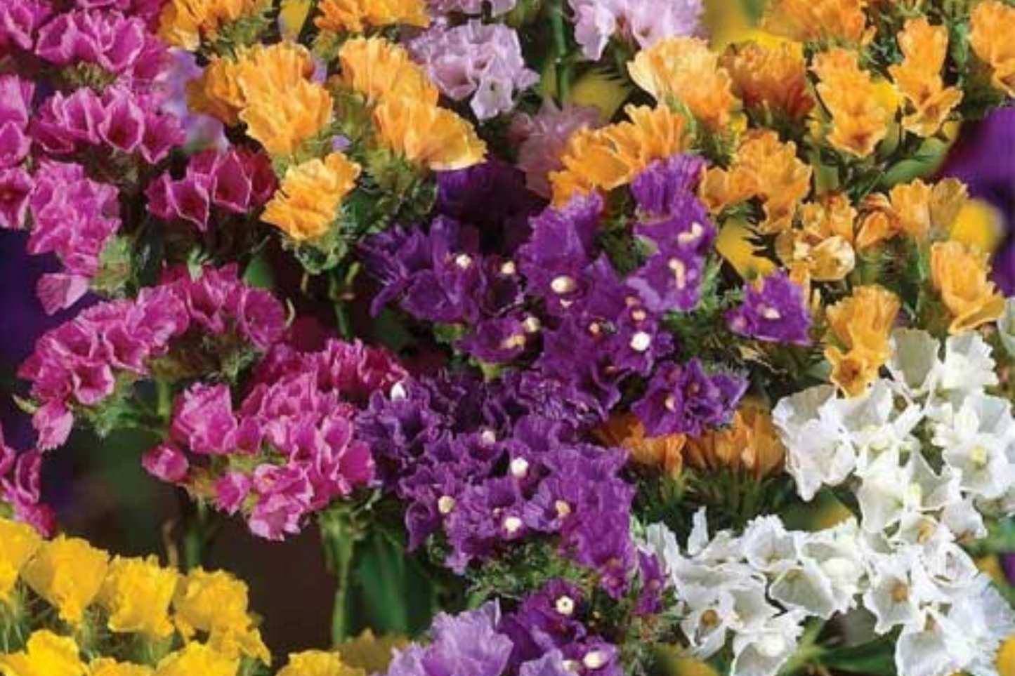 Statice Seeds - 85 Seeds - Twilight Variety - Non-GMO Flower Seed for Garden - Limonium sinuatum