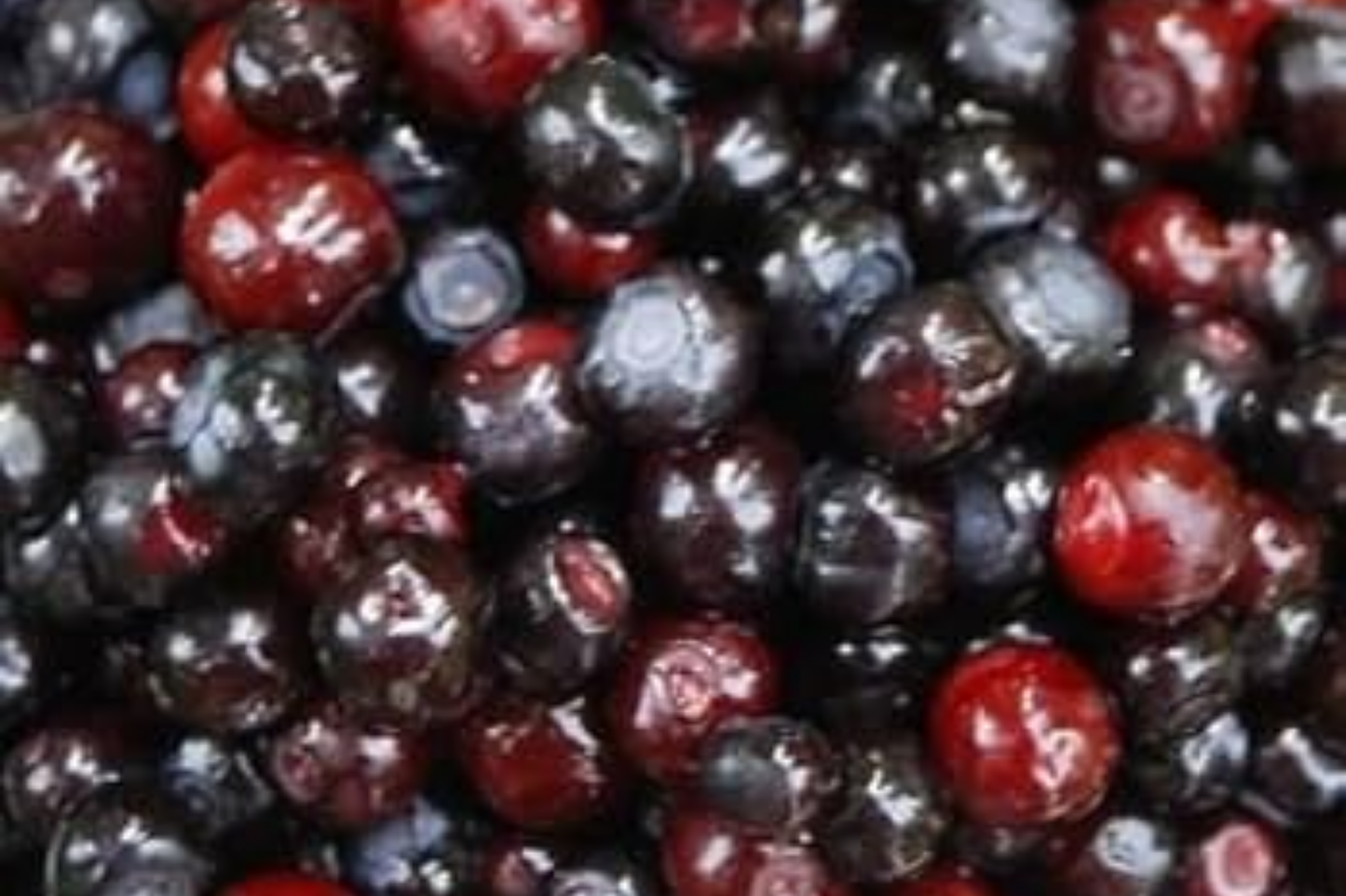 Emberberry Huckleberry Seeds - Non-GMO Flower Seeds, 125/300/500 Count, Vaccinium parvifolium