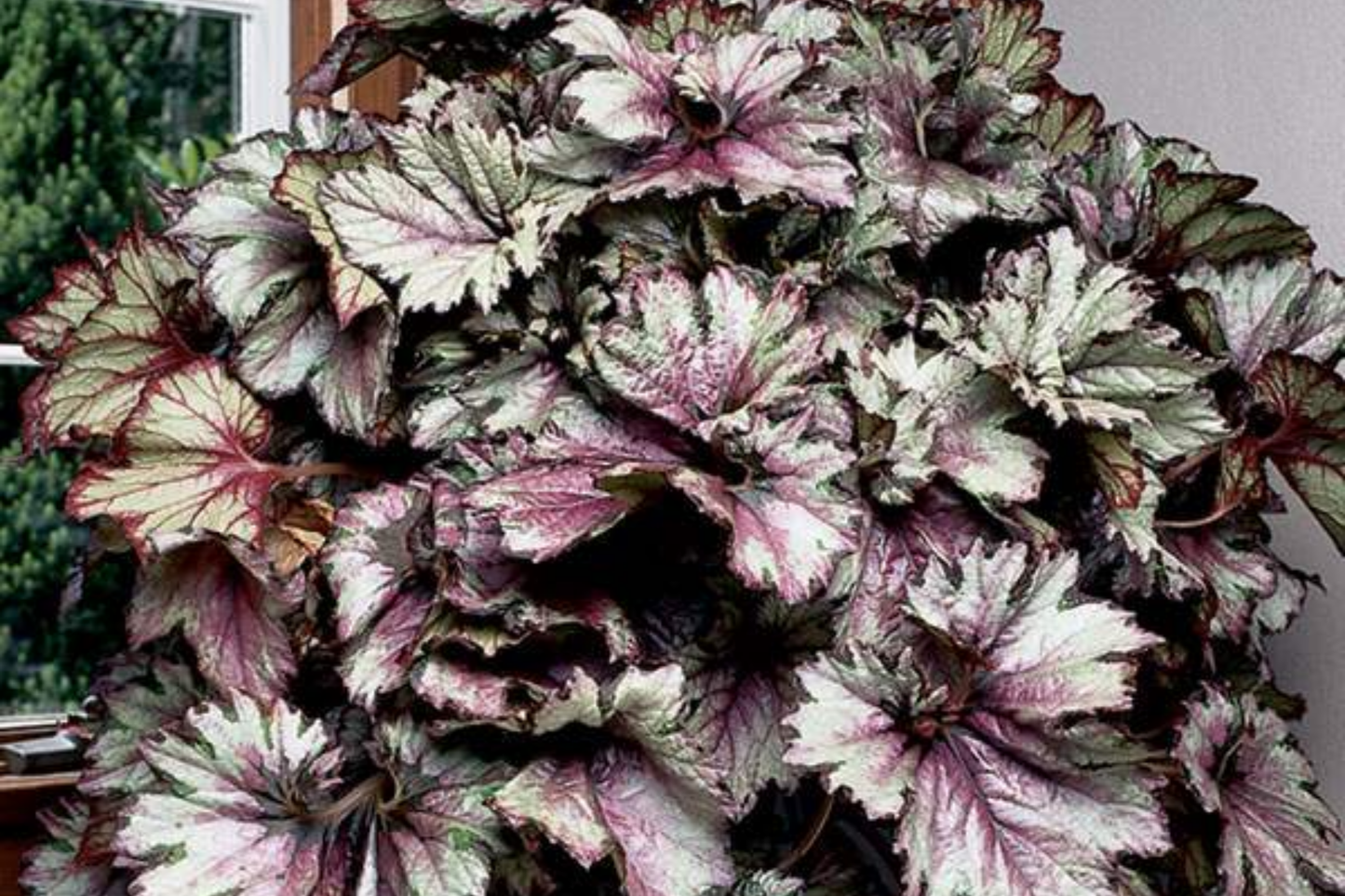 Dazzled Raspberry Blend Begonia Seeds - 45/125 Seeds - Flower Seeds - Begonia x tuberhybrida