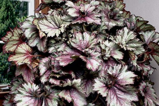 Dazzled Raspberry Blend Begonia Seeds - 45/125 Seeds - Flower Seeds - Begonia x tuberhybrida