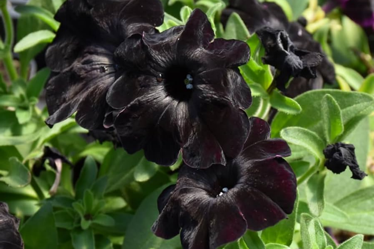 Scarlet Velvet Petunia Seeds - 1000+ Bulk Seeds - Perennial Flower Seeds - Petunia × atkinsiana - US Seller