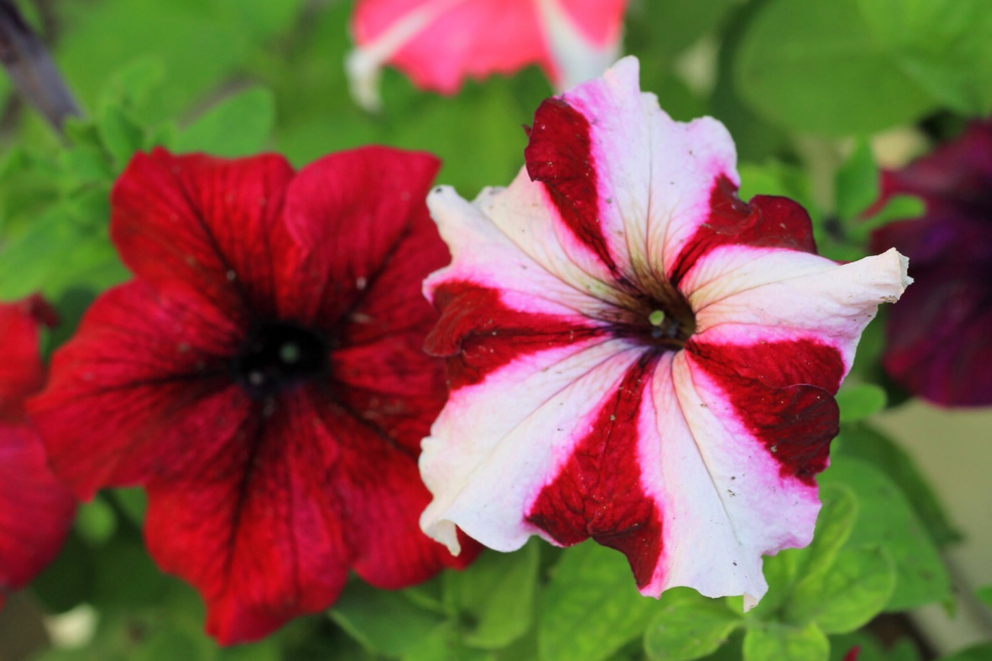 Petunia Seeds - 350+ Annual Flower Seeds - Colorful Perennial Garden Blooms - US Seller