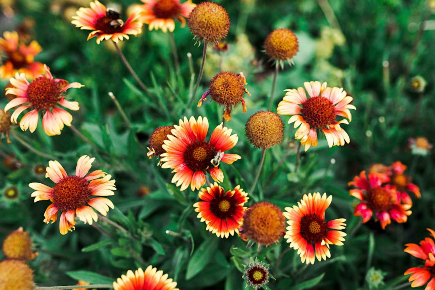 Blanket Flower Seeds - 200 Seeds - Aristata Mix - Gaillardia aristata - Colorful Garden Annuals