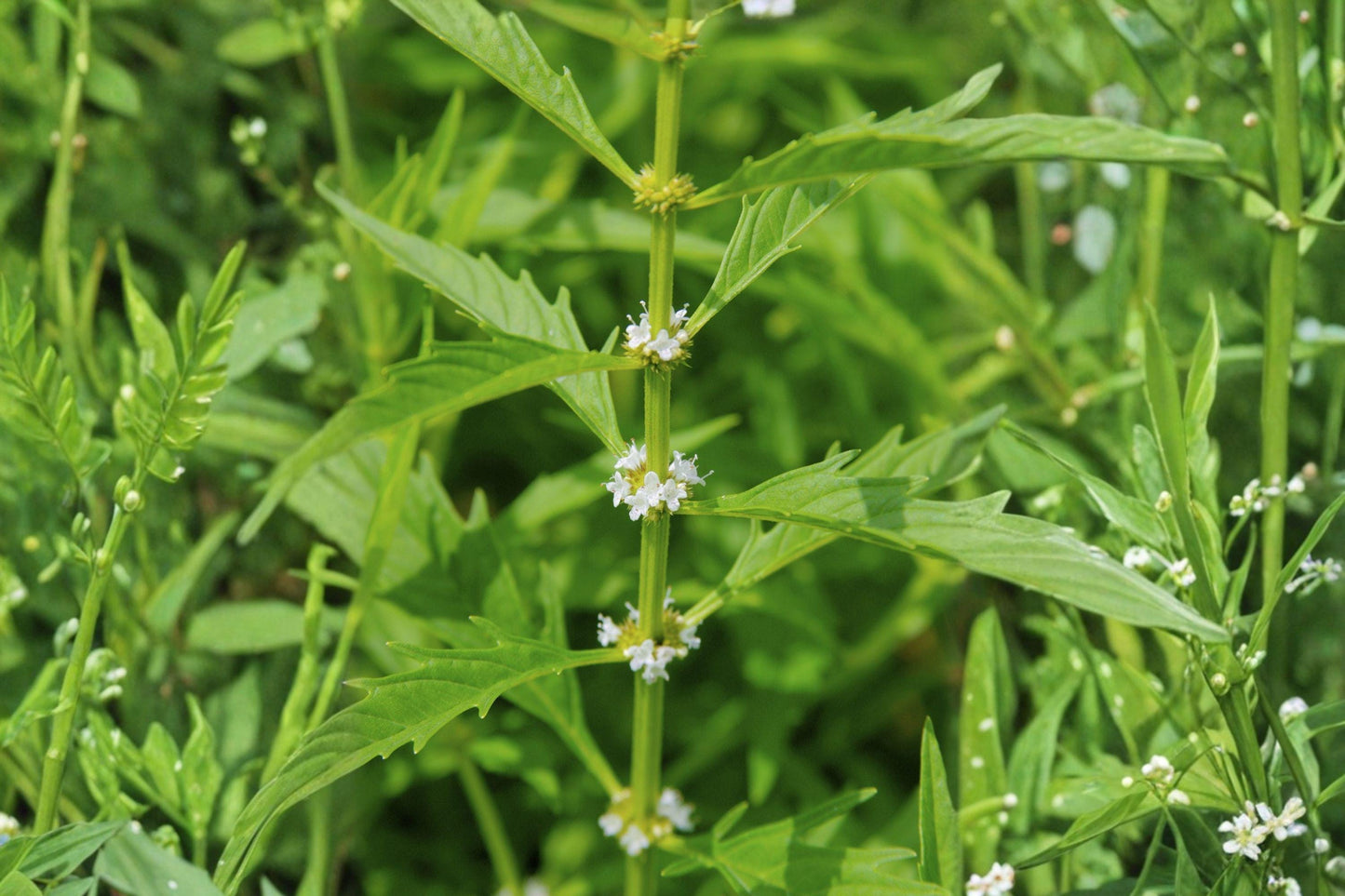 500 American Bugleweed Seeds – Lycopus americanus – Native Wetland Plant – Pollinator Friendly – Bulk Seeds