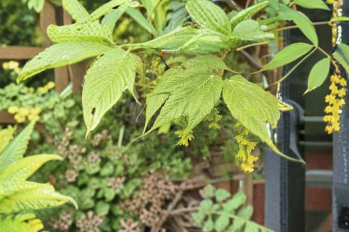 Acer tegmentosum Seeds: Manchurian Striped Maple Tree - Ornamental Green Bark