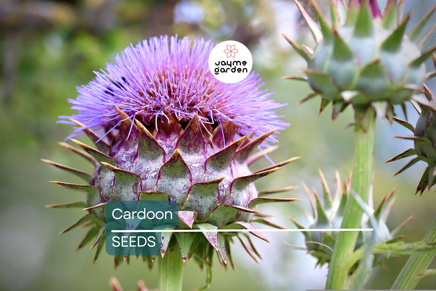 Cardoon Seeds | Heirloom Non-GMO | Mediterranean Delicacy | 2-5 Feet Tall | USDA Zones 7-11 | Free Shipping