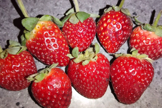 Juicy Gem Strawberry Seeds - 150 or 350 Non-GMO Flower Seeds - Fragaria x ananassa