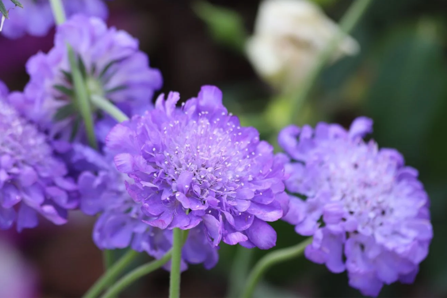 Lavender Scabiosa Seeds - 75+ Annual Flower Seeds - Scabiosa columbaria - Mum Flower Variety