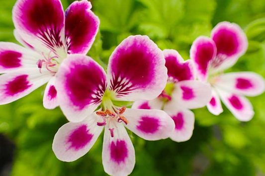 Geranium Seeds 100+ Pack Raspberry Spell Fragrant Fresh Flower Seeds Non-GMO Pelargonium spp.
