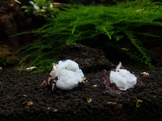 Anubias Barteri White Rose | Rare Live Aquarium Plant | Easy Care Bare Root Freshwater Plant | Low Light Aquascape Anubias