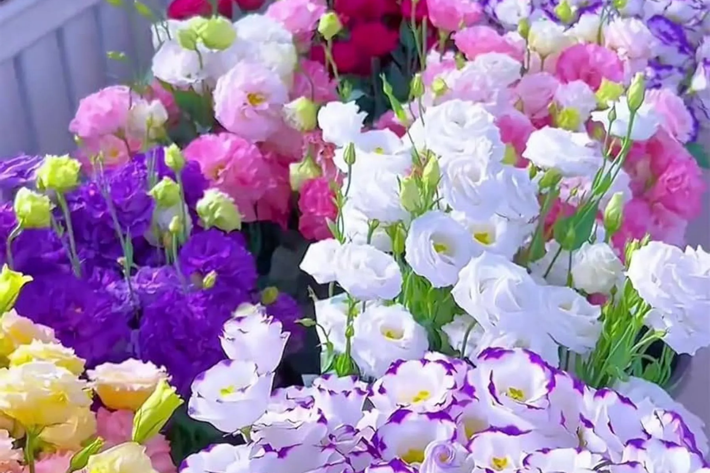 Lisianthus Seeds - Enigma Variety - Non-GMO Heirloom Flower Seed - 125-5000 Seeds - Eustoma grandiflorum