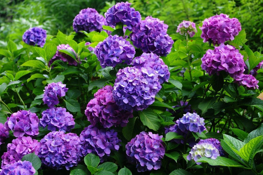 Deep Purple Hydrangea Seeds - Non-GMO Flower Seeds - 85 or 250 Seeds - Hydrangea macrophylla