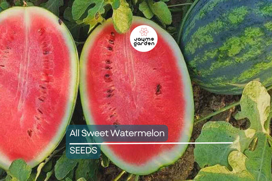 All Sweet Watermelon Seeds | Heirloom, Non-GMO | 25-30 lbs Fruit | 90 Days | USDA Zones 3-10 | Free Shipping